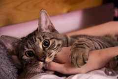 Коти можуть стати причиною шизофренії у своїх господарів: дослідження вчених