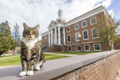 Кіт отримав ступінь «доктор наук» в американському університеті – його відзначили за психологічну підтримку студентів
