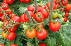 Чим поливати помідори, щоб давали удвічі більший урожай і не приваблювали  шкідників