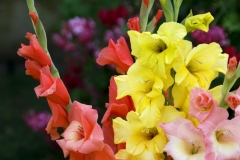 6 корисних для кишечника продуктів, які містять більше пробіотиків, ніж йогурт