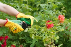 Які квіти обрізати в червні, щоб пишно цвіли до осені