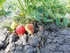 Як зрозуміти, що полуничну грядку вже час оновити: 6 ознак, які проявляються влітку