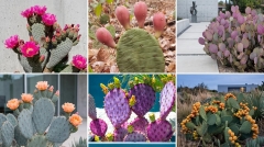 Як виростити опунцію просто неба: секрети догляду та успішної зимівлі