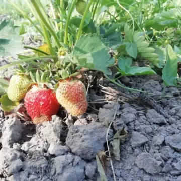 Як зрозуміти, що полуничну грядку вже час оновити: 6 ознак, які проявляються влітку