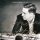 HAKON KORNSTAD &ndash; The Greatest Romance Ever Sold