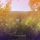 JOEY PECORARO &ndash; Warm